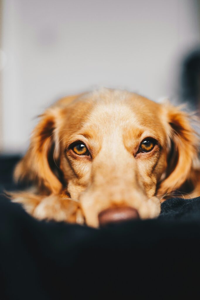 ryan walton uktvymge8ls unsplash (1)